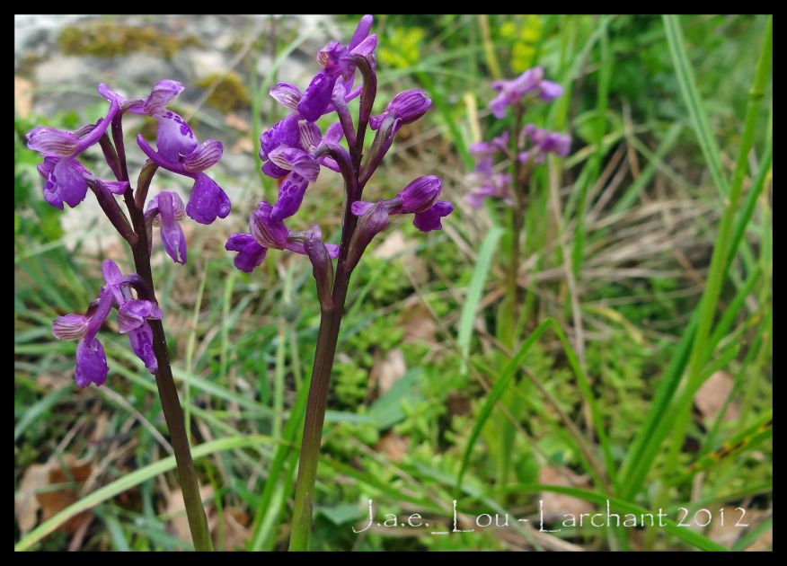 Anacamptis morio - Orchis bouffon